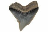 Fossil Tiger Shark (Galeocerdo) Symphyseal Tooth #212045-1